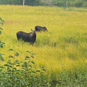 Meet your Posher, Maureen